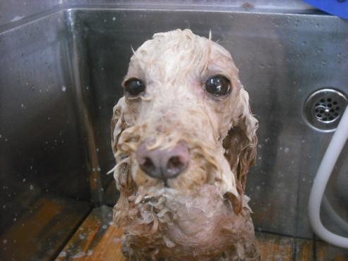 ファイル 2127-2.jpg