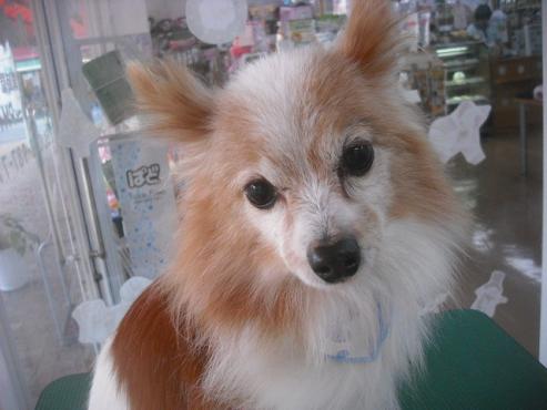 ファイル 2129-1.jpg