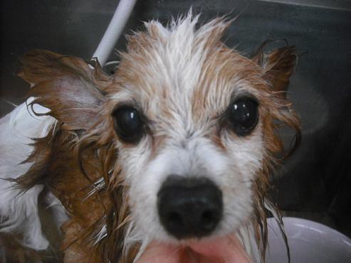 ファイル 2129-2.jpg