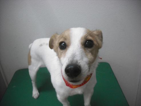 ファイル 2132-1.jpg