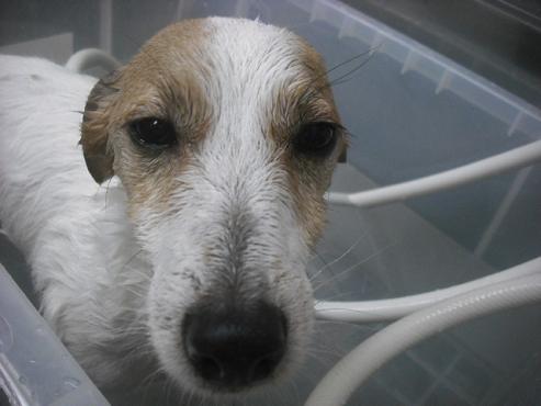 ファイル 2132-2.jpg