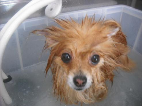 ファイル 2135-2.jpg