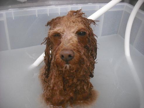 ファイル 2136-2.jpg