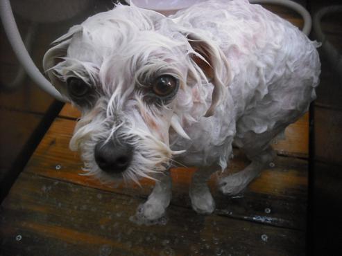 ファイル 2141-2.jpg