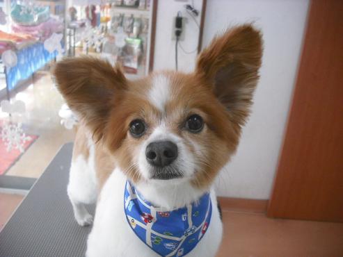 ファイル 2144-1.jpg