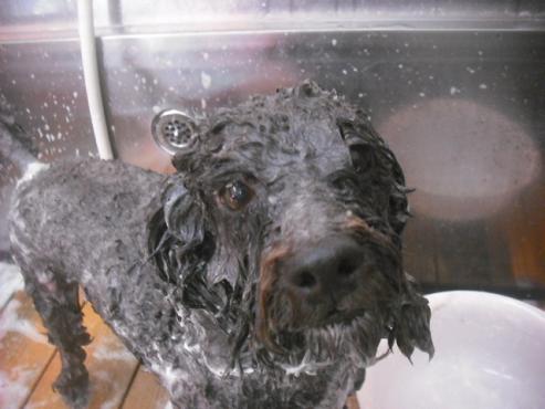 ファイル 2146-2.jpg