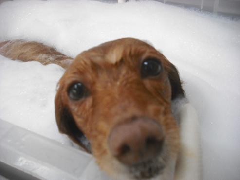 ファイル 2147-2.jpg