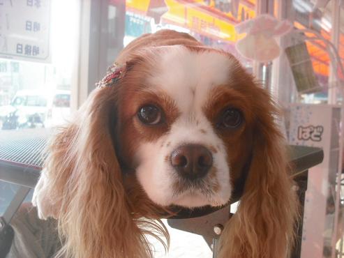 ファイル 2148-1.jpg