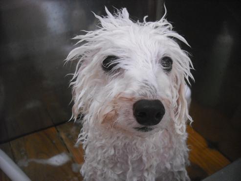 ファイル 2149-2.jpg