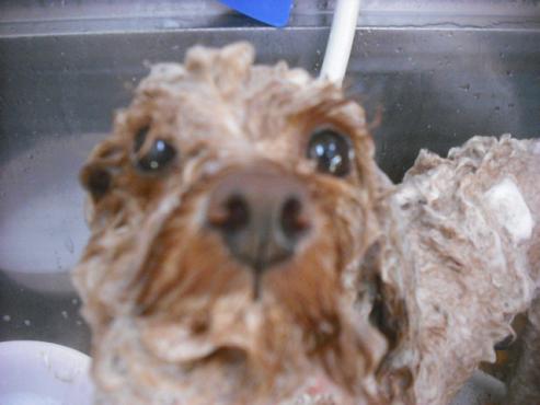 ファイル 2153-2.jpg