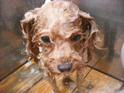 ファイル 2155-2.jpg