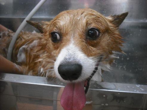 ファイル 2157-2.jpg