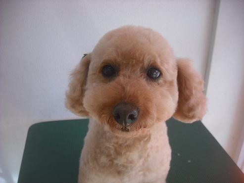 ファイル 2158-1.jpg