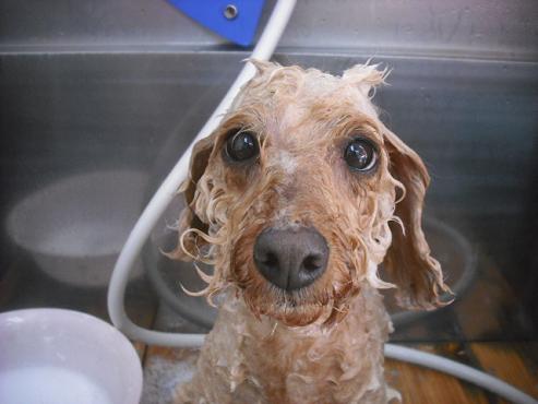 ファイル 2158-2.jpg