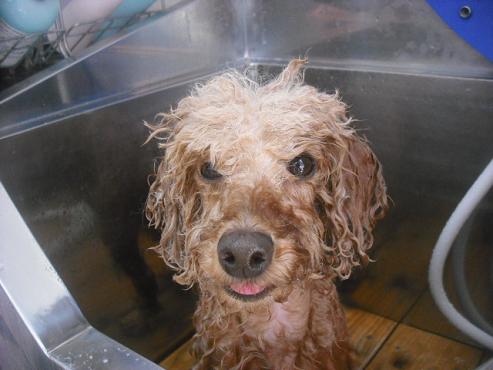 ファイル 2159-2.jpg