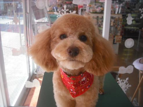 ファイル 2161-1.jpg