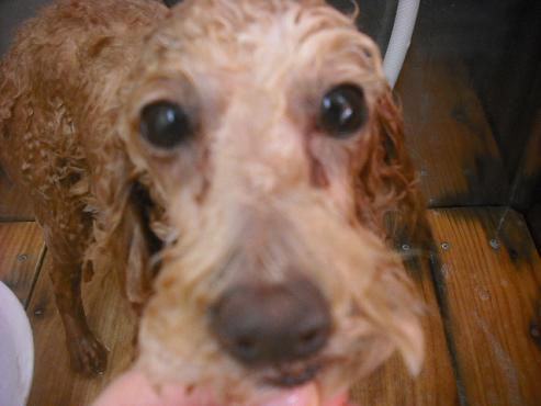 ファイル 2161-2.jpg