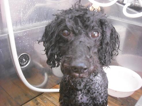 ファイル 2165-2.jpg