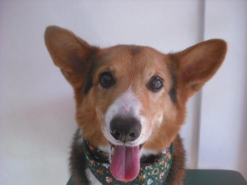 ファイル 2166-1.jpg