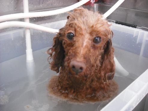 ファイル 217-2.jpg