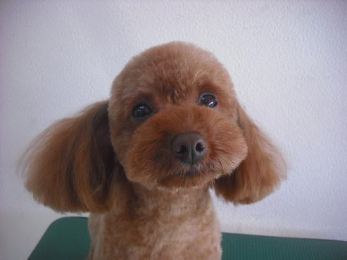 ファイル 2170-1.jpg