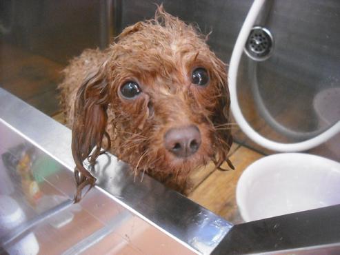 ファイル 2170-2.jpg