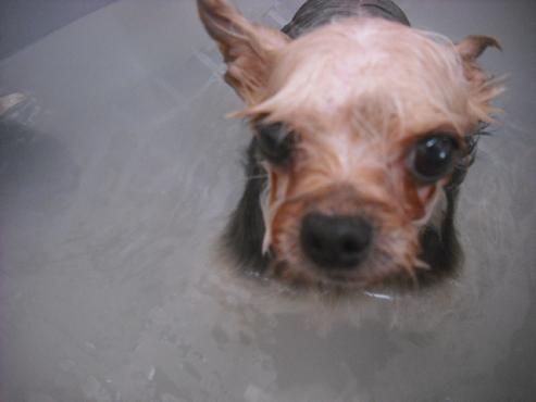 ファイル 2171-2.jpg