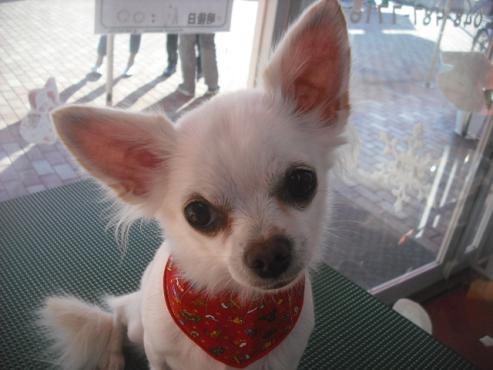 ファイル 2173-1.jpg