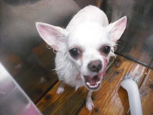 ファイル 2173-2.jpg