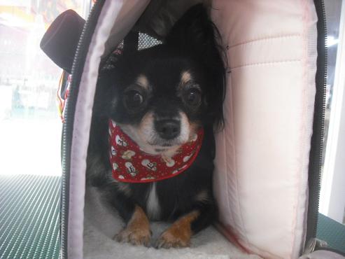 ファイル 2174-1.jpg