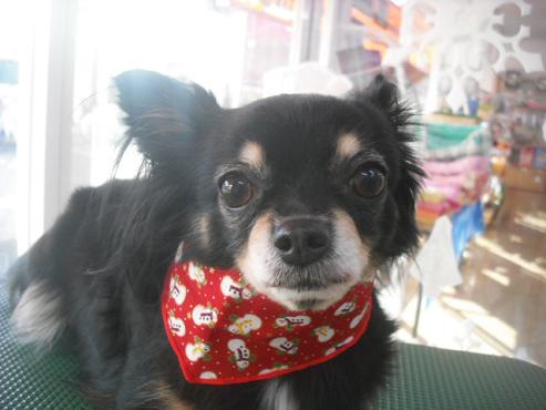 ファイル 2174-2.jpg