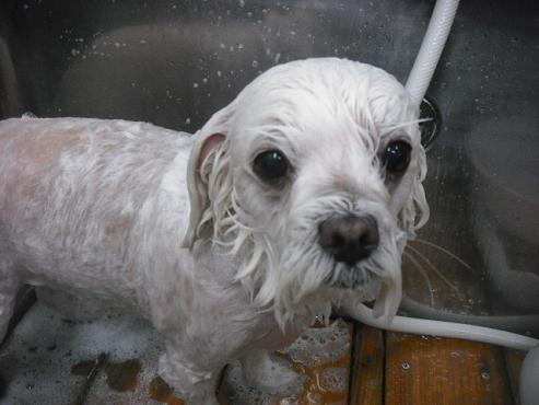 ファイル 2176-2.jpg