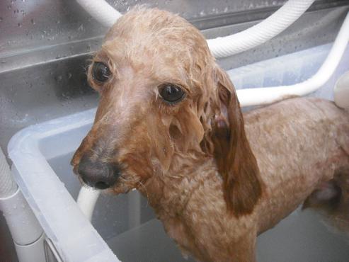 ファイル 2177-2.jpg