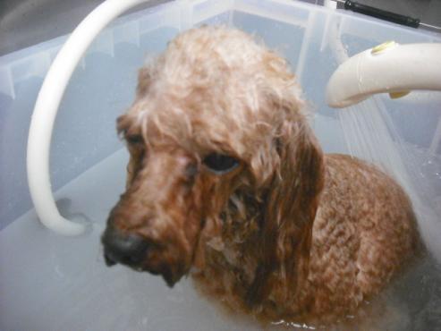 ファイル 2179-2.jpg