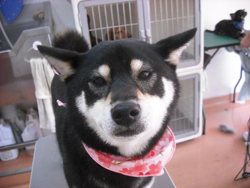 ファイル 218-1.jpg