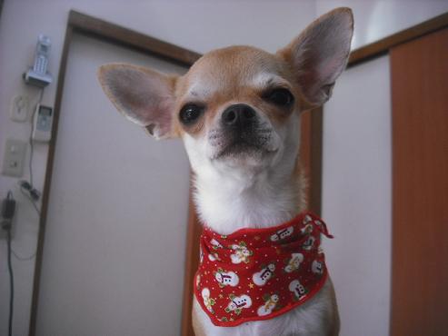 ファイル 2180-1.jpg