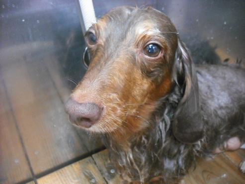 ファイル 2182-2.jpg