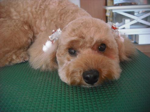 ファイル 2184-1.jpg