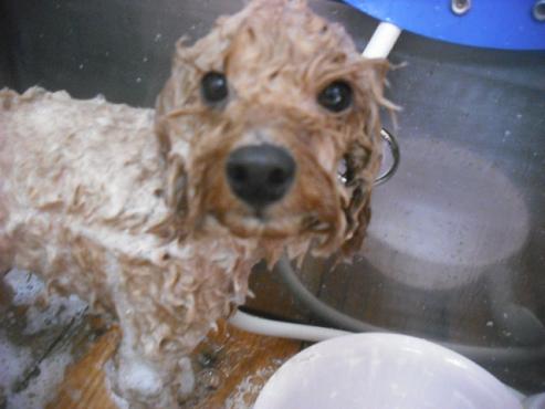 ファイル 2184-2.jpg