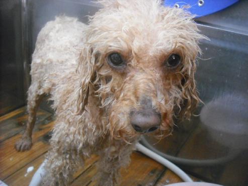 ファイル 2185-2.jpg