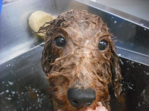 ファイル 2186-2.jpg