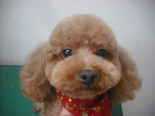 ファイル 2191-1.jpg