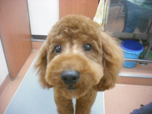 ファイル 2195-1.jpg