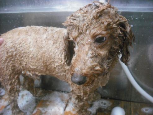 ファイル 2195-2.jpg