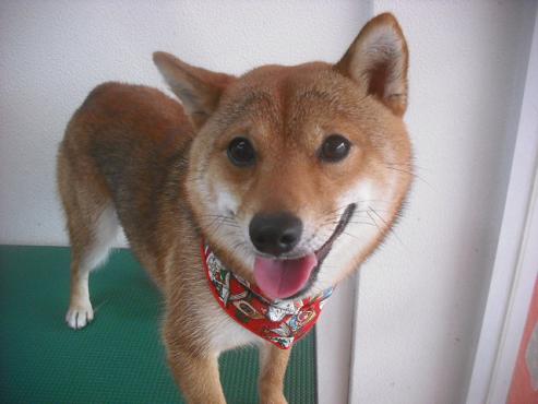 ファイル 2203-2.jpg