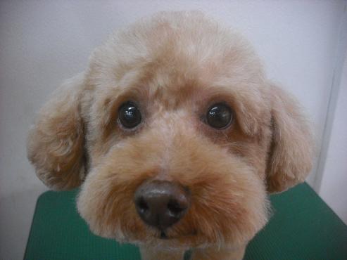 ファイル 2204-1.jpg