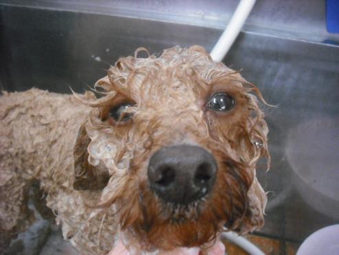 ファイル 2204-2.jpg