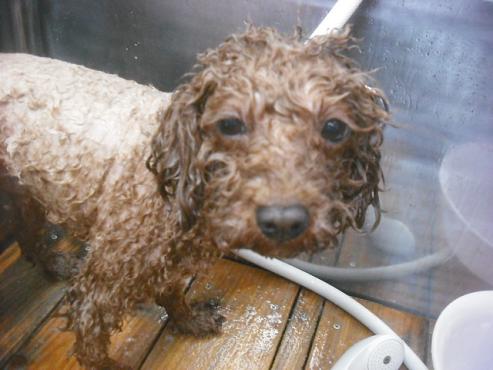 ファイル 2205-2.jpg