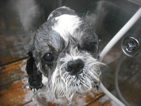 ファイル 2206-2.jpg