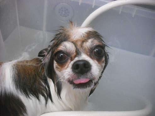 ファイル 2208-2.jpg